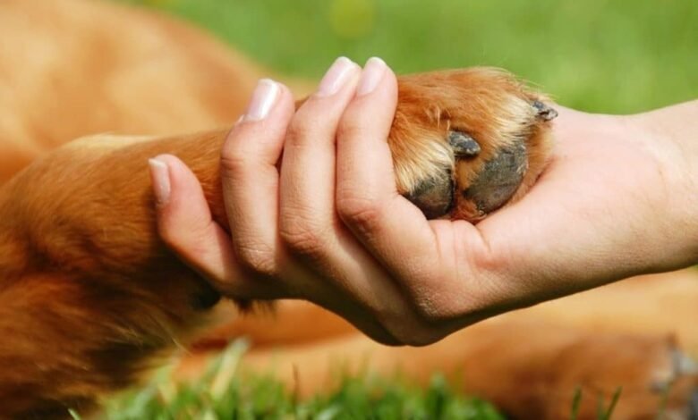 Animal Rights Lawyers in Maine